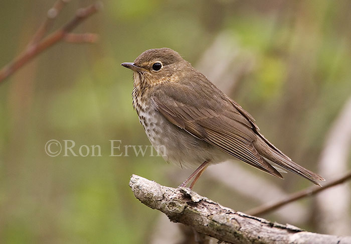 Swainson's Thrush