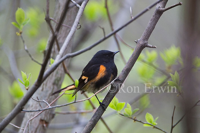 American Redstart