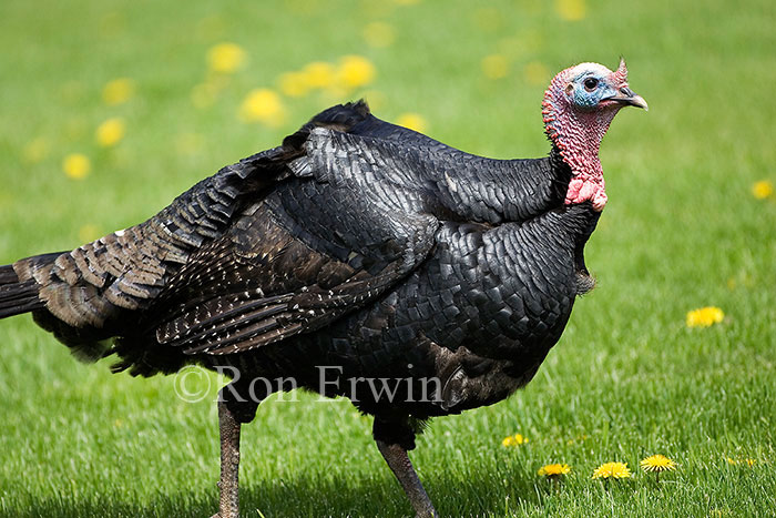 Wild Turkey