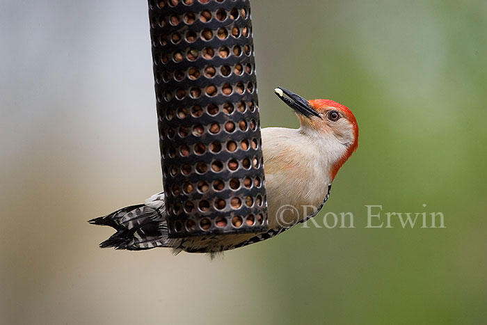 Red-bellied Woodpecker