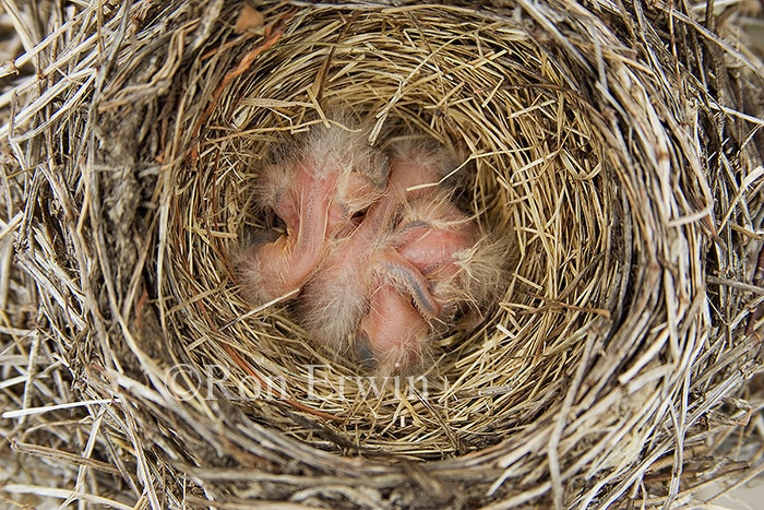 American Robin Nestlings
