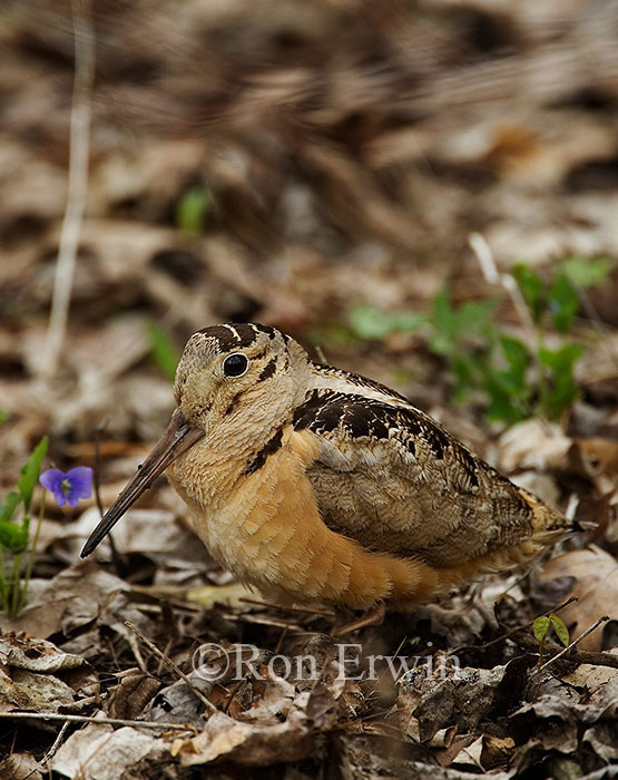 American Woodcock