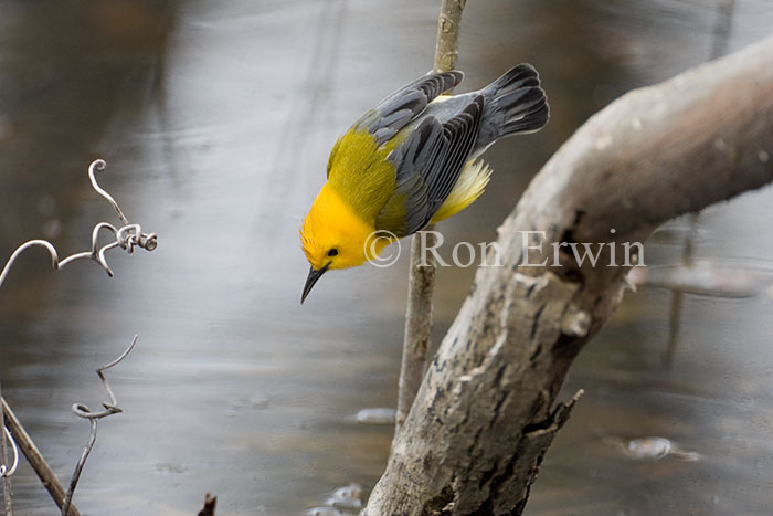 Protonotary Warbler