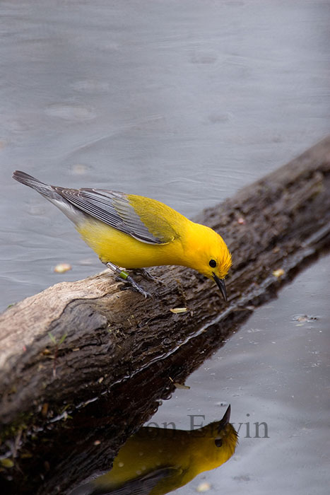 Prothonotary Warbler