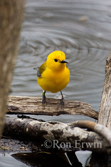 Prothonotary Warbler
