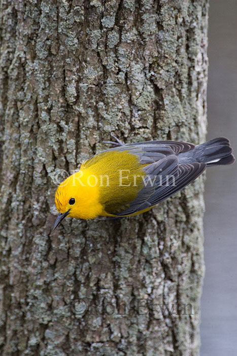 Prothonotary Warbler