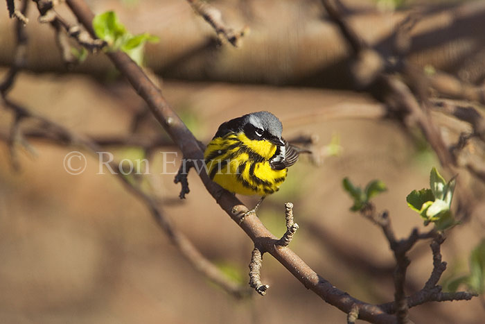 Magnolia Warbler