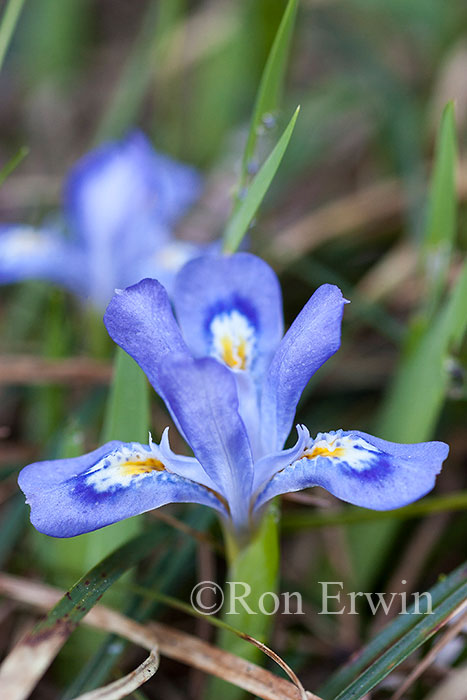 Dwarf Lake Iris