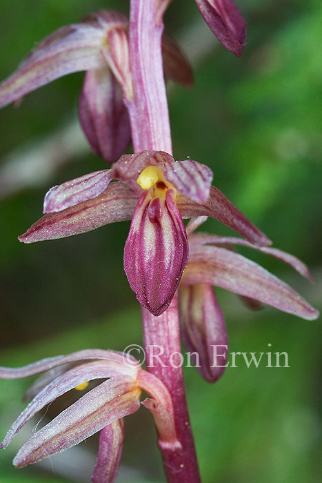 Striped Coralroot
