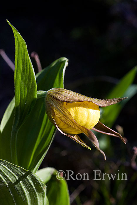 Yellow Lady's Slipper
