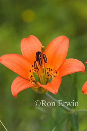Wood Lily