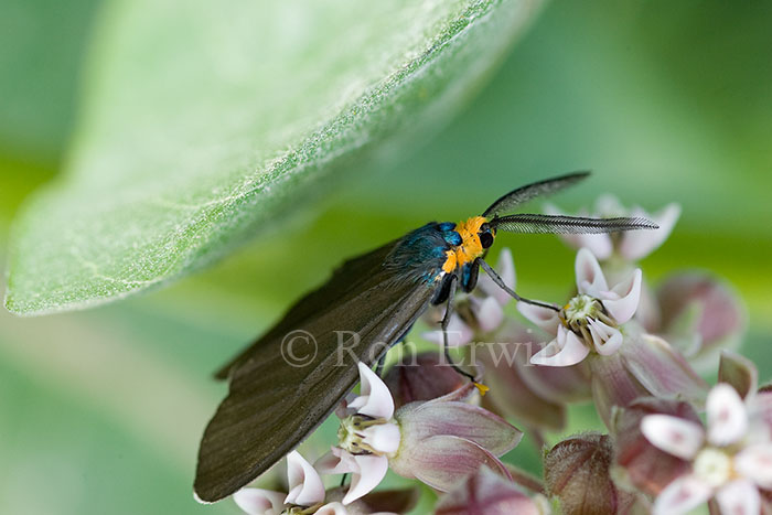 Virginia Ctenucha
