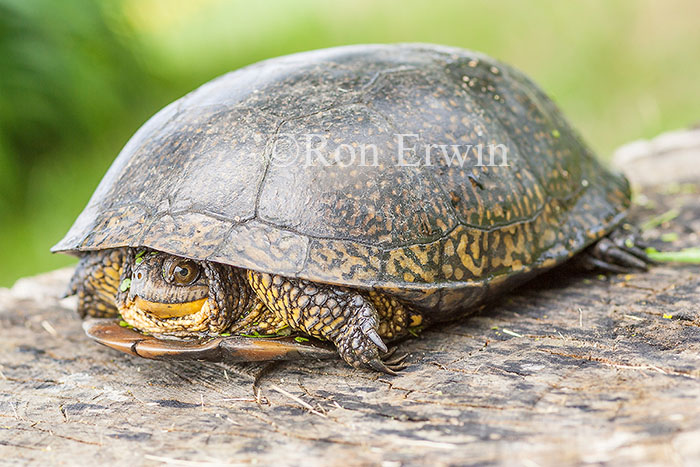 Blanding's Turtle