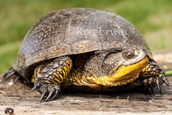 Blanding's Turtle