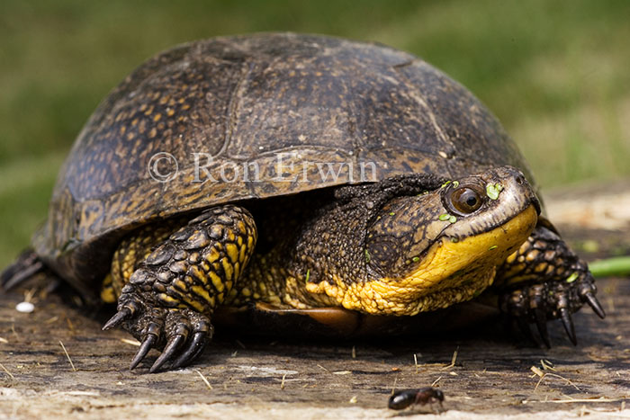 Blanding's Turtle