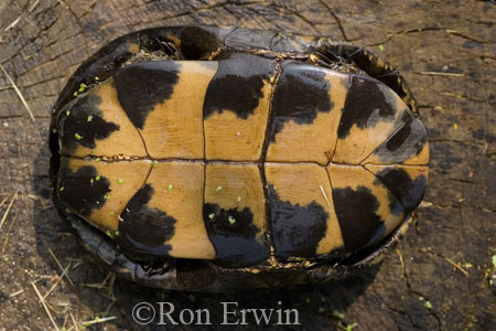 Plastron