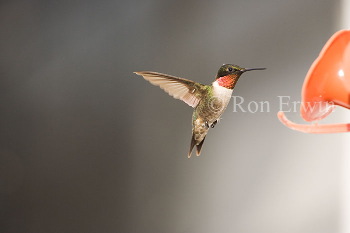 Male Ruby-throated Hummingbird