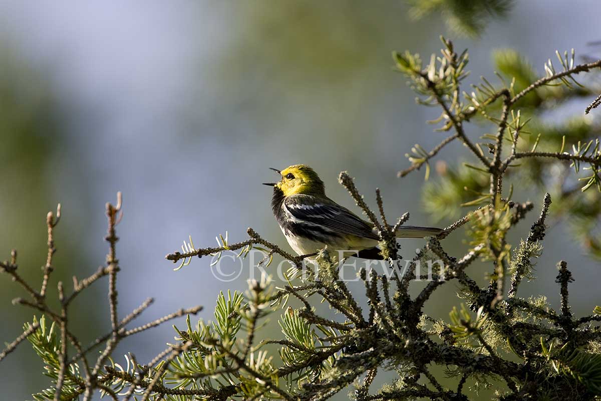 Black-throated Green Warbler