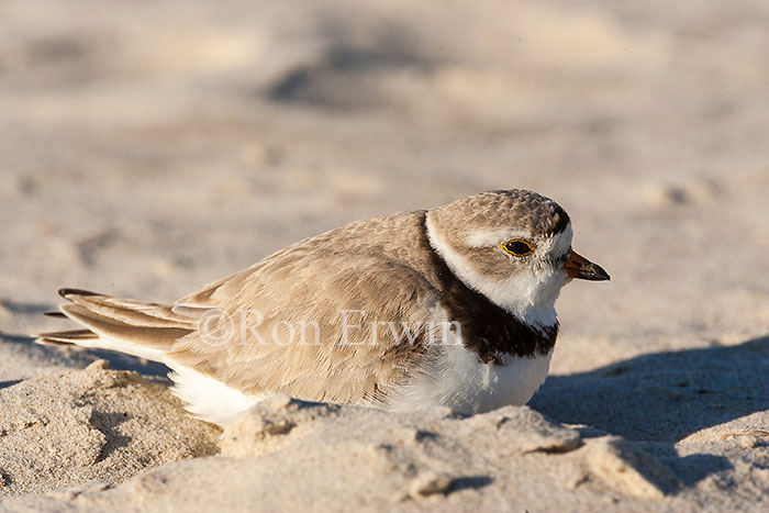 Piping Plover