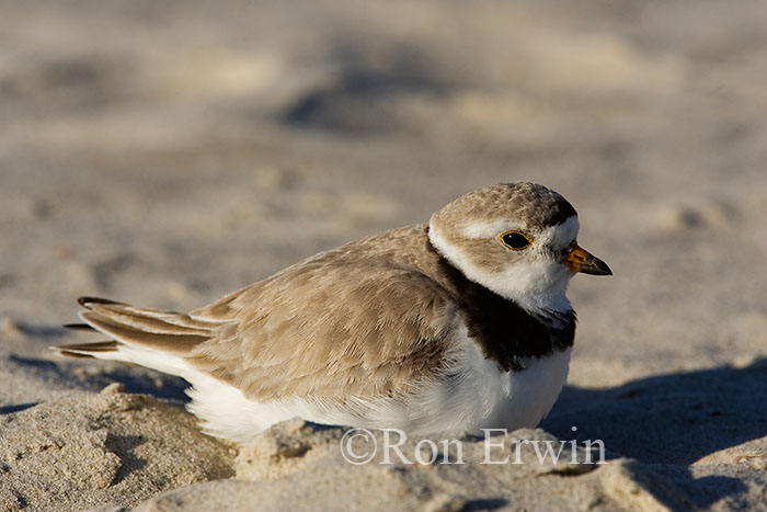 Piping Plover Adult