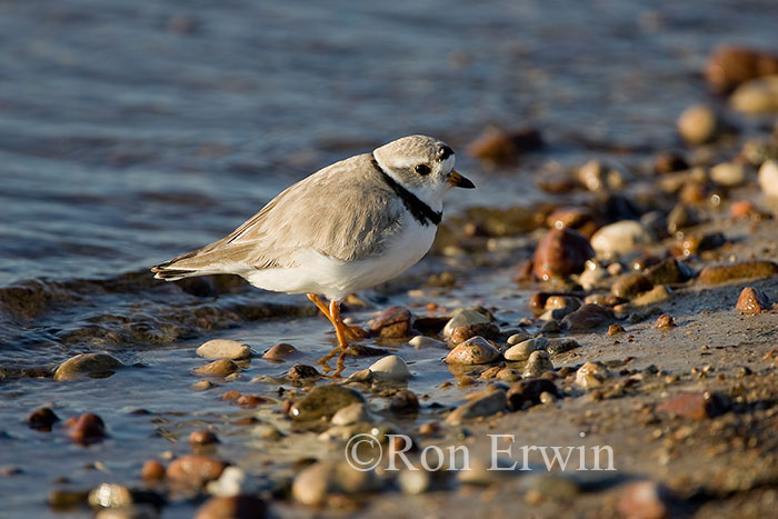 Piping Plover