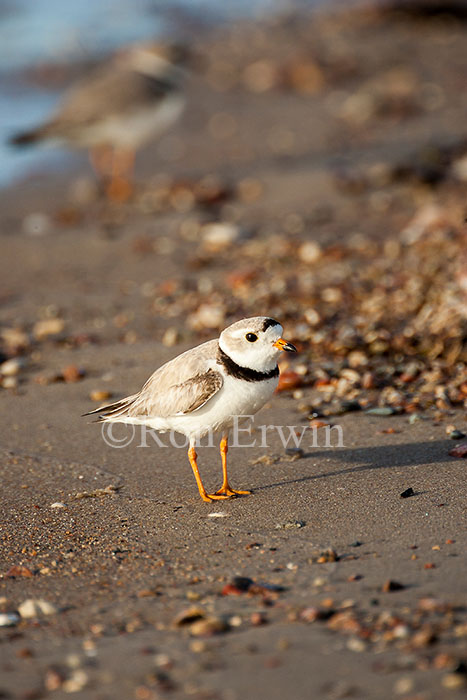 Piping Plover