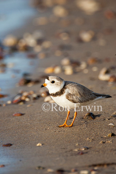 Piping Plover