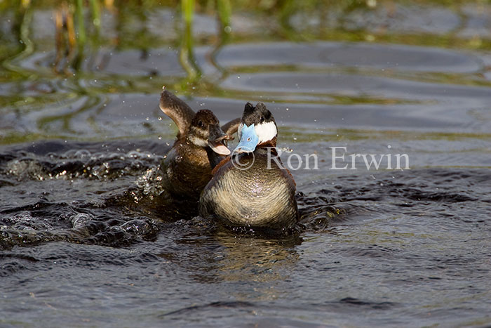 Ruddy Ducks
