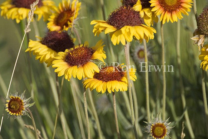 Blanket Flower