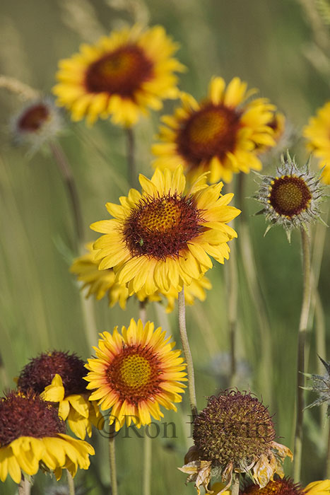 Blanket Flower