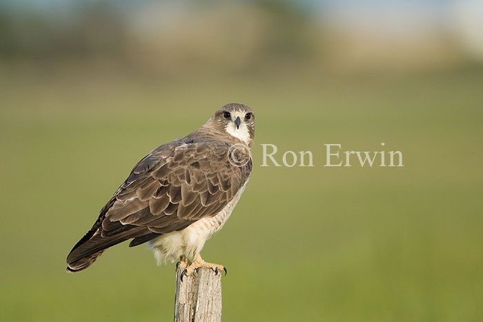 Swainson's Hawk