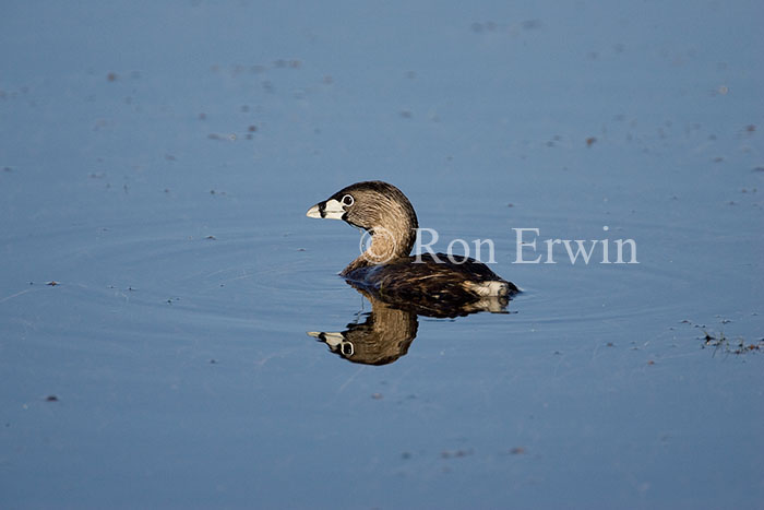Pied-billed Grebe