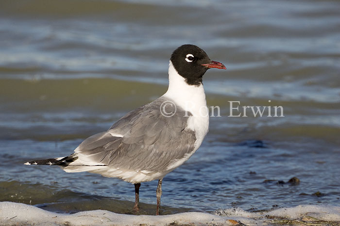 Adult Franklin's Gull