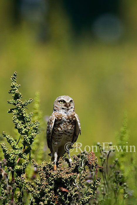 Burrowing Owl