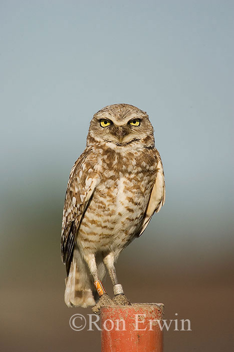 Burrowing Owl
