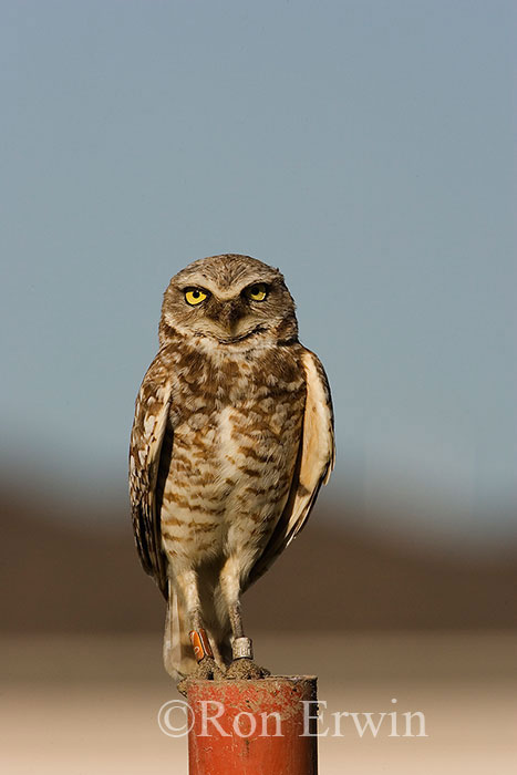 Burrowing Owl