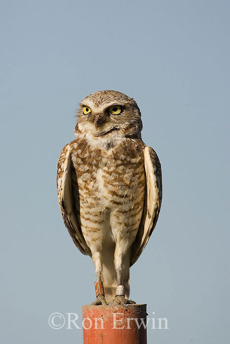 Burrowing Owl