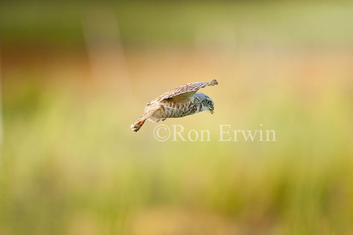 Burrowing Owl in Flight