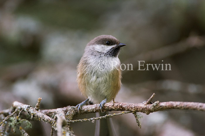 Boreal Chickadee