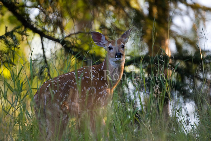 White-tail Deer Fawn