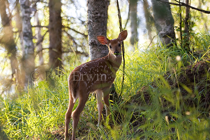 White-tail Deer Fawn
