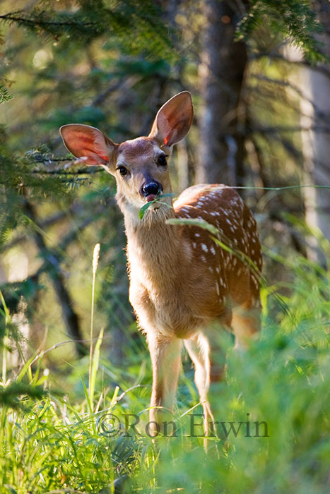 White-tail Deer