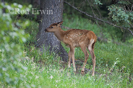 Elk Calf