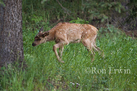 Elk Calf