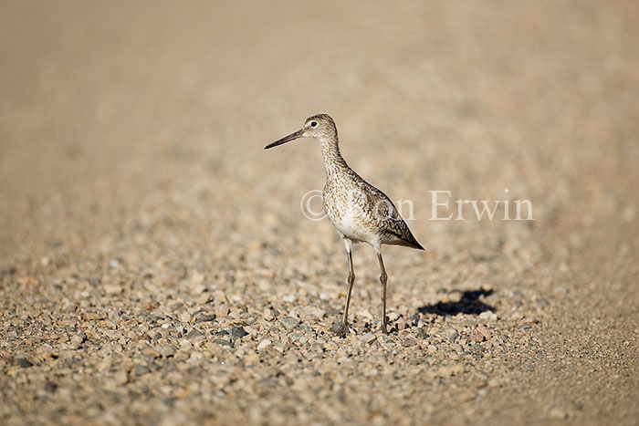 Willet