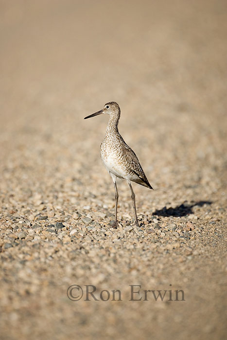 Willet