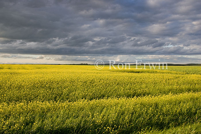 Canola Field
