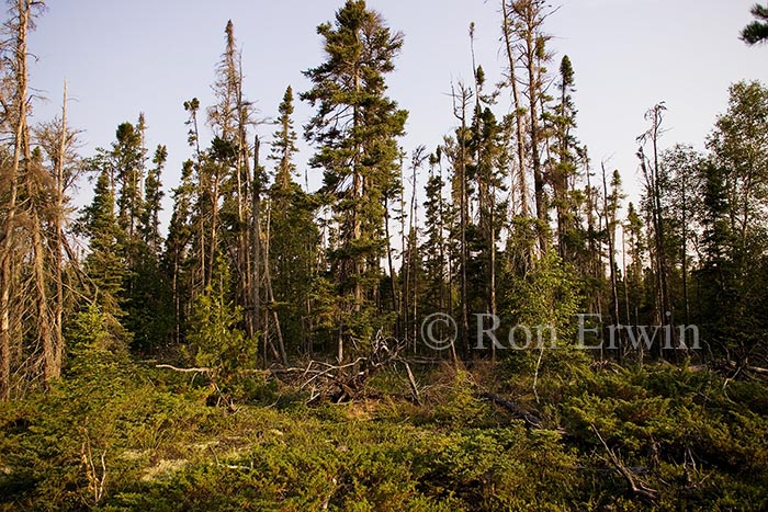 Manitoba Lowlands