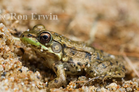 Mink Frog