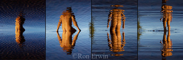 Self Reflections